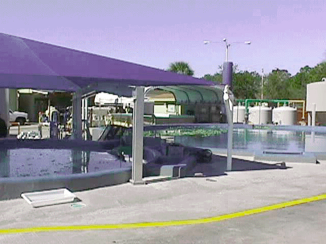 Seaworld Manatees