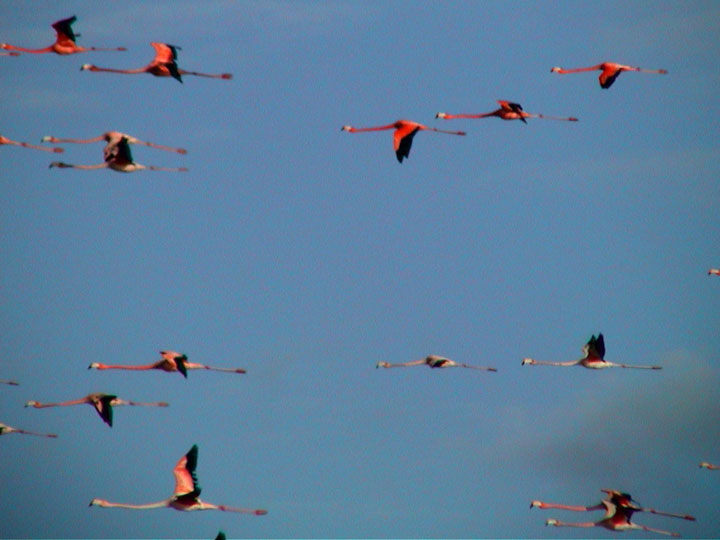 http://www.theoceanadventure.com/VIie02/images/flamfly.JPG